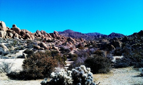 The Joshua Tree national park sits just north of Palm Springs