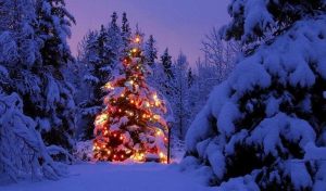 christmas-tree-snow-1